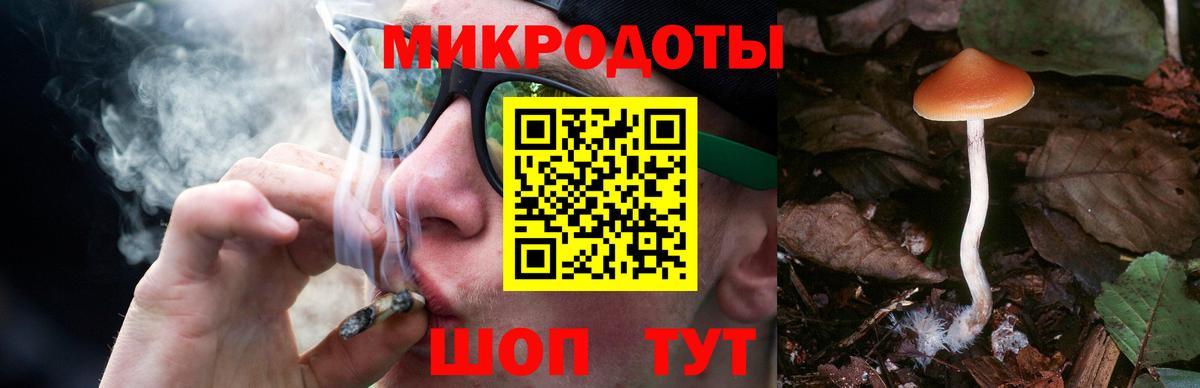 Псилоцибиновые грибы Psilocybe Строитель